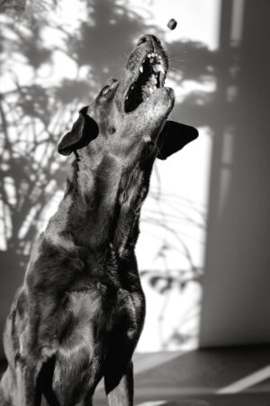 People-Shooting, Shooting mit Hund und junger Frau, Thielen Fotografie und Film