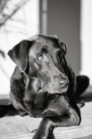 People-Shooting, Shooting mit Hund und junger Frau, Thielen Fotografie und Film