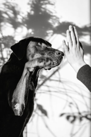 People-Shooting, Shooting mit Hund und junger Frau, Thielen Fotografie und Film