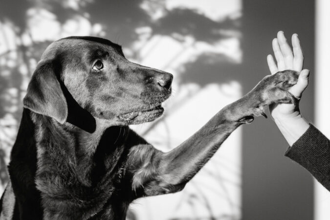People-Shooting, Shooting mit Hund und junger Frau, Thielen Fotografie und Film