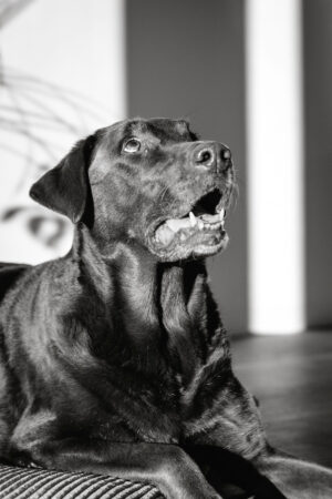People-Shooting, Shooting mit Hund und junger Frau, Thielen Fotografie und Film