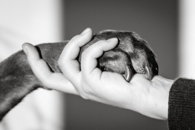 People-Shooting, Shooting mit Hund und junger Frau, Thielen Fotografie und Film