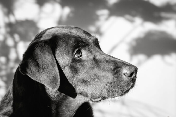 People-Shooting, Shooting mit Hund und junger Frau, Thielen Fotografie und Film